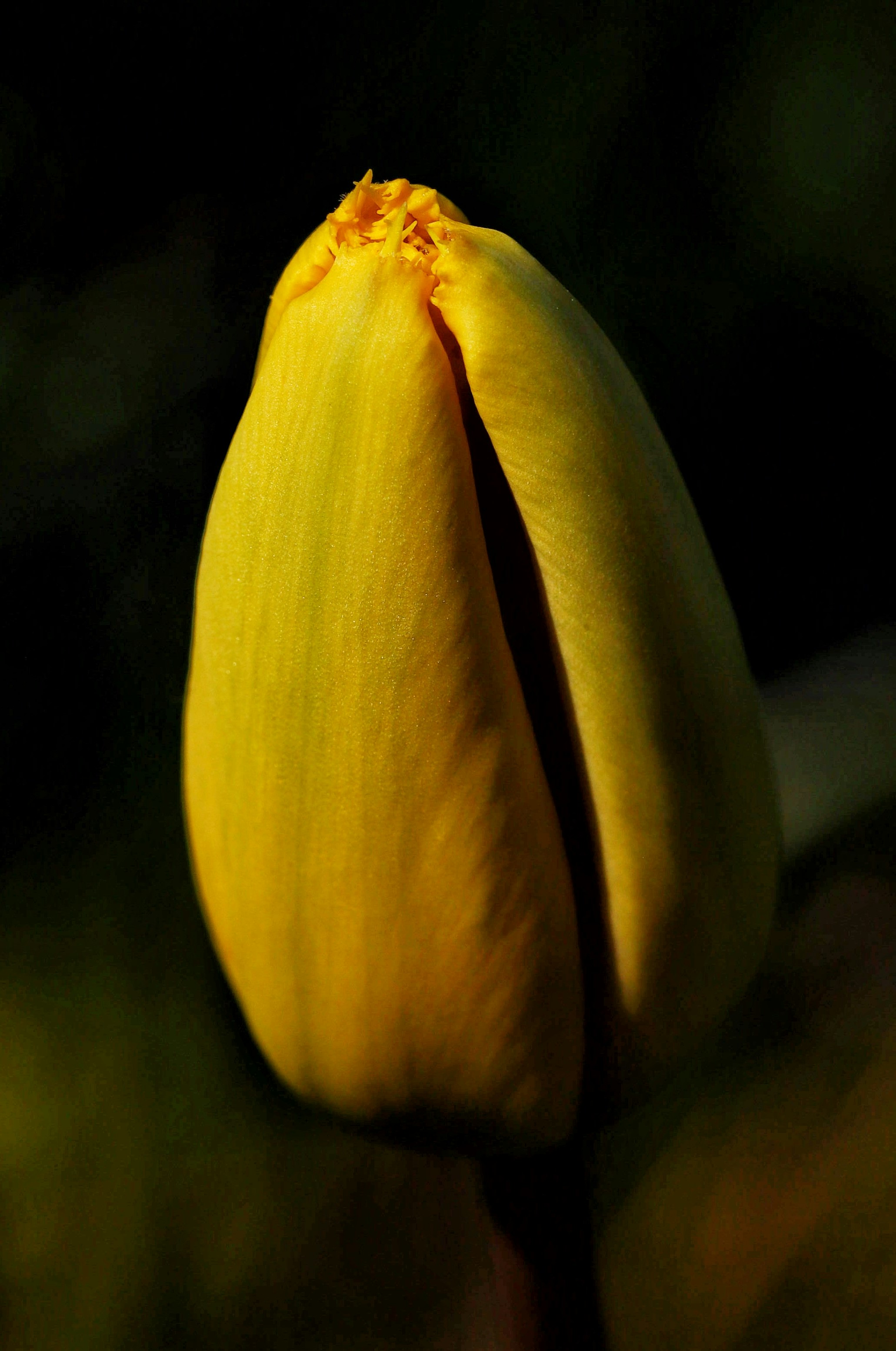 yellow tulip in bloom close up photo